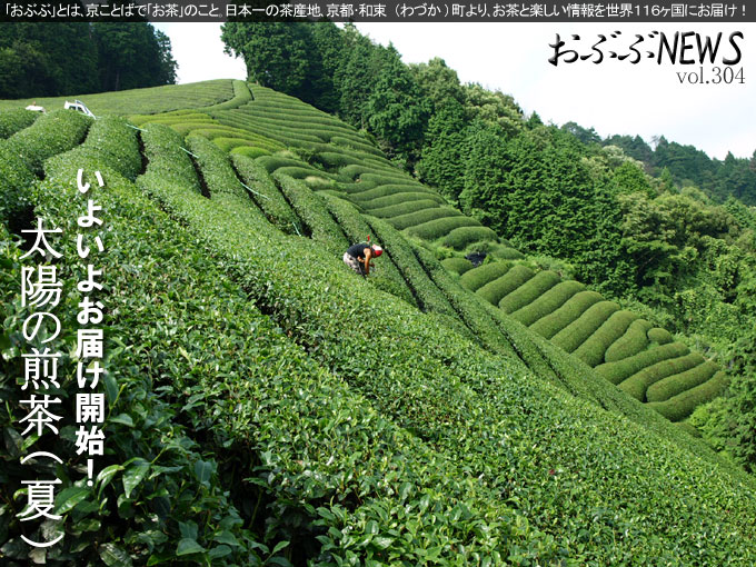 茶畑とアジサイ