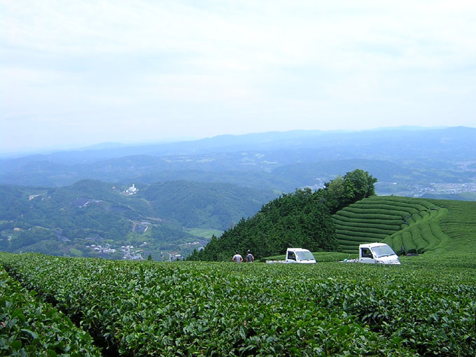 夏の茶畑