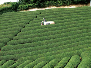 summer sun tea fields