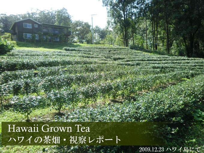 茶畑視察 その１ ハワイ島４茶農家の茶畑視察レポート お茶の通販 京都おぶぶ茶苑ブログ おぶログ