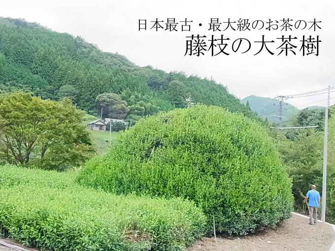 【お茶のまめ知識】藤枝の大茶樹～日本最古・最大級のお茶の木