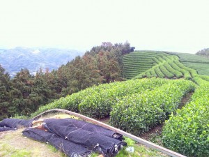 天空の茶園